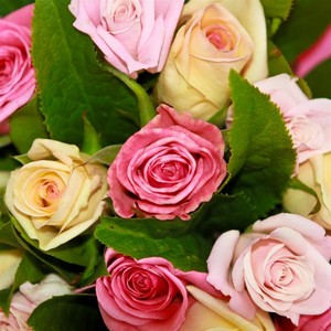 Roses: Pink Rose Posy