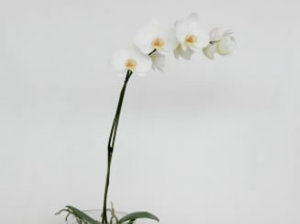 Potted Plants: Phalaenopsis Orchid Plant in Glass Vase