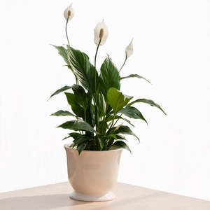 Potted Plants: Indoor Green house plant