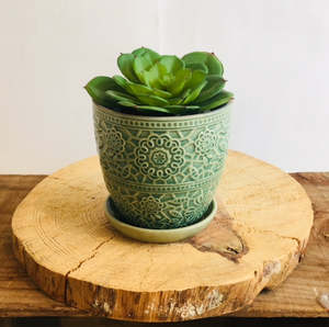 Potted Plants: Succulent Plant