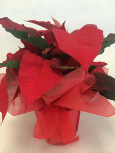 Christmas: Pointsetta Plant