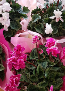 Products: Cyclamen