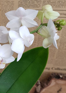 Products: Phalaenopsis