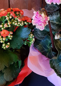 Products: Seasonal flowering plant