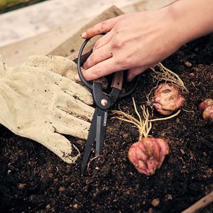 Gardening: Barebones Large Scissors - Walnut