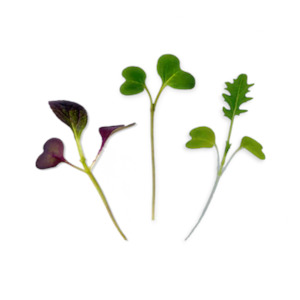 Microgreen Kit: Micropod Seed Mats 12 Pack- Wellness Blend