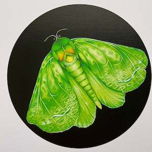 Decor Art: A4 print - Puriri Moth