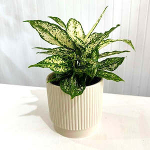 Indoor Plants: Aglaonema Thai Snowflake