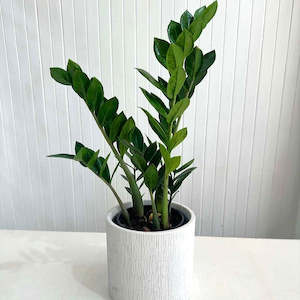 Indoor Plants: Zanzibar Gem 14cm