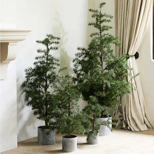 Potted Fraser Fir Tree Medium