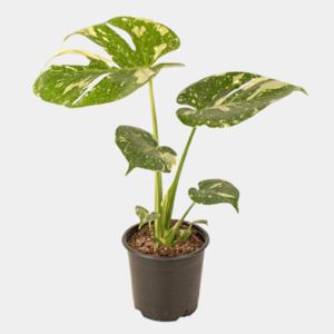 Thai Monstera Constellation