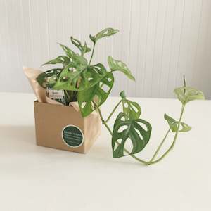 The Marvelous Monkey Mask