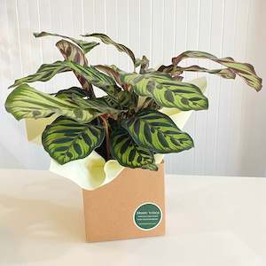 Calathea Makoyana