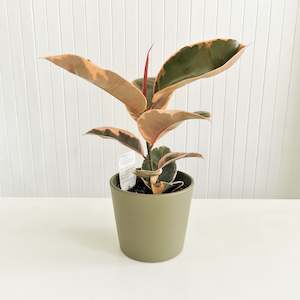 Ficus Ruby Plant