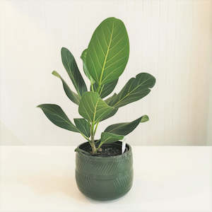 Ficus Audrey