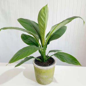 Indoor Plants: Giant Peace Lily (Spathyphillum Sensation)