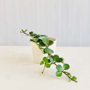 Indoor Plants: Peperomia Hope
