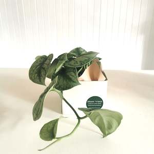 Indoor Plants: Trebie Plant - 12cm