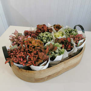 Fittonia Nerve Plant