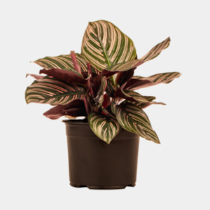 Calathea Ornata