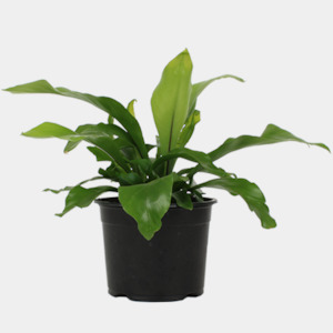 Birds Nest Fern