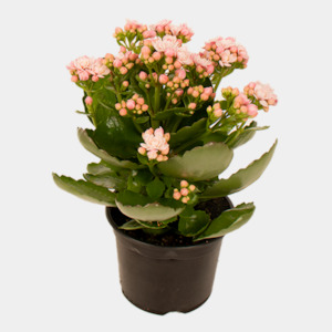 Kalanchoe