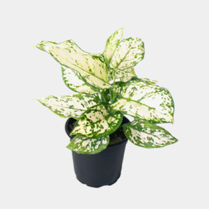 Aglaonema Variegata Pearls