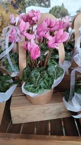 All: Cyclamen Cutie