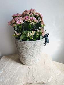 Kalanchoe plant with bunny