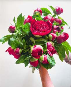 All: Red Peonies SOLD OUT