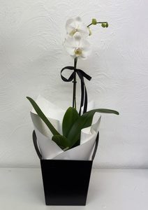 Products: Pure Elegance