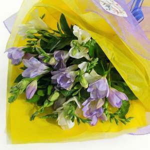 Lovely Freesia