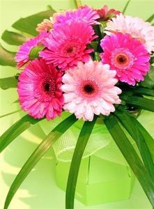 Anniversary: Cyathea Cove