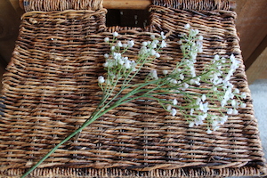 Products: 4 Gypsophlia Stems - Blue Moon Rummage
