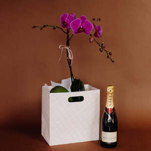 Celebration: Phalaenopsis Orchid Plant + Imperial Brut Möet 750ml
