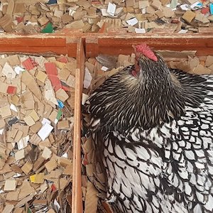 Airlyte Animal Bedding