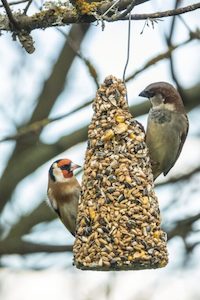 Birds Wild: Topflite: Large Wild Bird Seed Cone