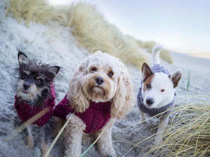 Pet Wear: Paikka Knit Sweater - Burgundy