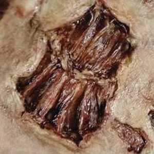 Clearance Fx: Zombie Bite 3D FX Transfers