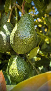 Treats Other: AVOCADO (Large) Each
