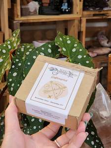 Sagittarius Zodiac Box