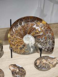 Whole Polished Ammonite