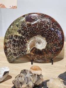 Whole Polished Ammonite