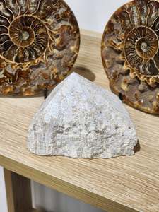 One Of A Kind Finds: Fossil coral TPP