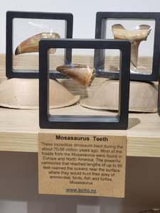 Small Mossasaur Tooth