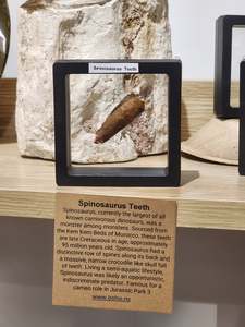 Fossils Specimens: Spinosaurus Tooth