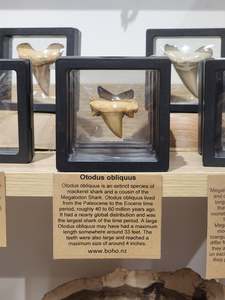 Fossils Specimens: Otodus Obliquus