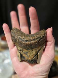 Fossils Specimens: Huge Megladon Shark Tooth Fossil