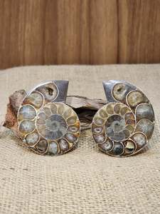 Fossils Specimens: Ammonite Pair #1