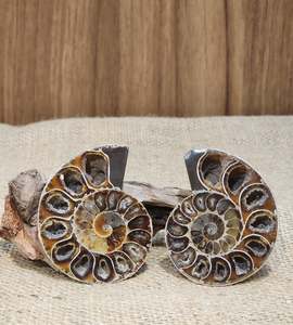 Ammonite Pair #8